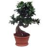 miniatuur